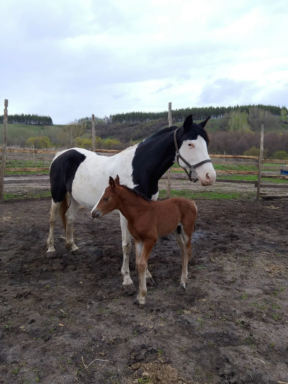Лошадь с жеребёнком на территории конного двора